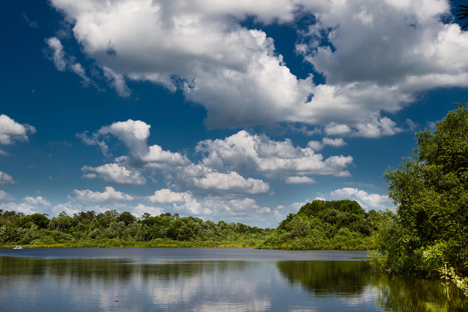 A lakeside landscape in Florida